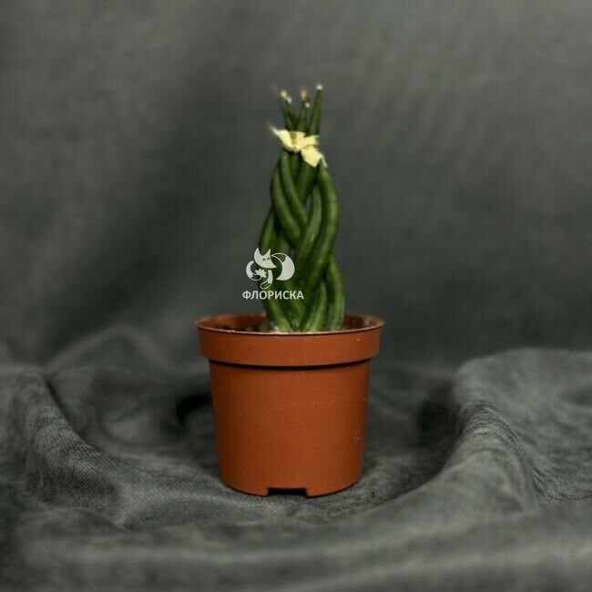 Комнатное растение &laquo;Сансевиерия цилиндрическая&raquo;