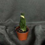 Комнатное растение &laquo;Сансевиерия цилиндрическая&raquo;