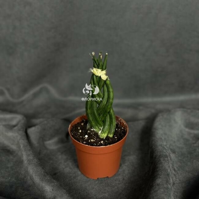 Комнатное растение &laquo;Сансевиерия цилиндрическая&raquo;