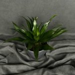 Комнатный цветок &laquo;Драцена Фрагранс Компакта&raquo;