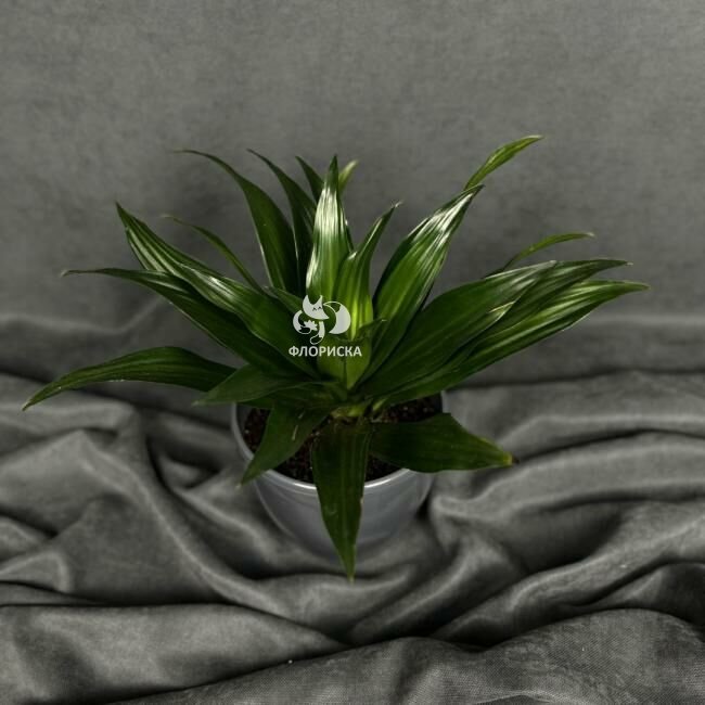 Комнатный цветок &laquo;Драцена Фрагранс Компакта&raquo;