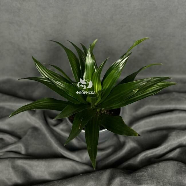Комнатный цветок &laquo;Драцена Фрагранс Компакта&raquo;