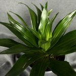 Комнатный цветок &laquo;Драцена Фрагранс Компакта&raquo;