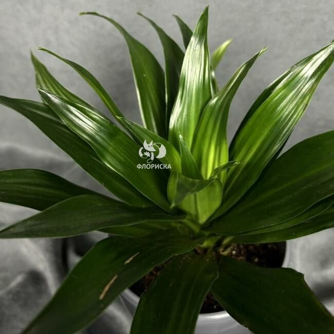 Комнатный цветок &laquo;Драцена Фрагранс Компакта&raquo;