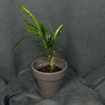 Комнатный цветок &laquo;Кротон пёстрый&raquo;