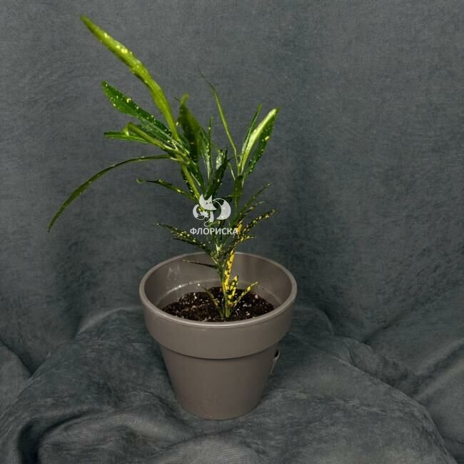 Комнатный цветок &laquo;Кротон пёстрый&raquo;