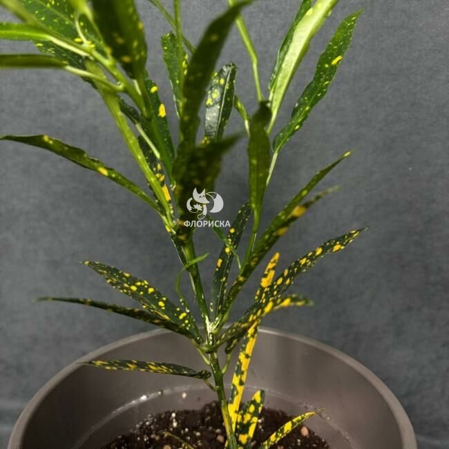 Комнатный цветок &laquo;Кротон пёстрый&raquo;