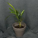 Комнатный цветок &laquo;Кротон пёстрый&raquo;