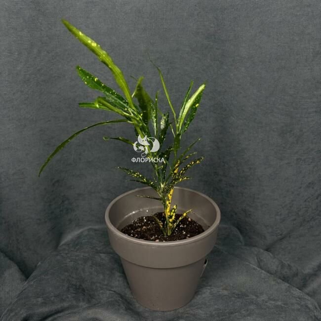 Комнатный цветок &laquo;Кротон пёстрый&raquo;