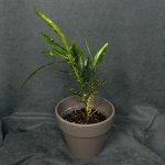 Комнатный цветок &laquo;Кротон пёстрый&raquo;