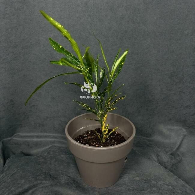 Комнатный цветок &laquo;Кротон пёстрый&raquo;