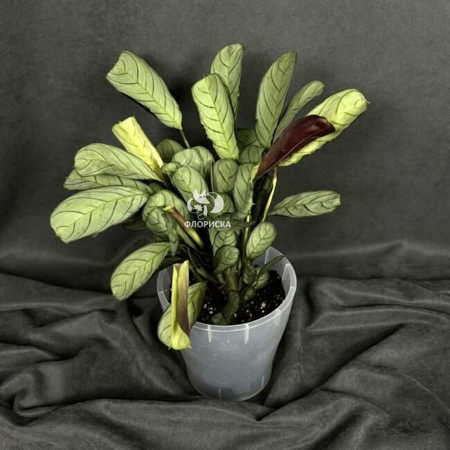 Комнатный цветок &laquo;Ктенанта Бурле-Маркси&raquo;