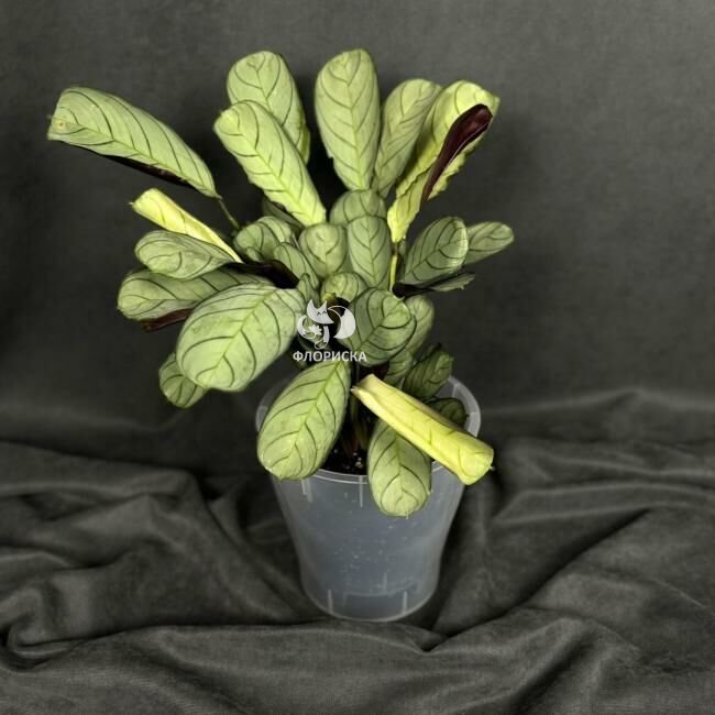 Комнатный цветок &laquo;Ктенанта Бурле-Маркси&raquo;