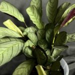 Комнатный цветок &laquo;Ктенанта Бурле-Маркси&raquo;