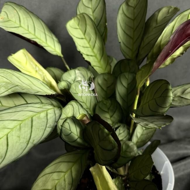 Комнатный цветок &laquo;Ктенанта Бурле-Маркси&raquo;