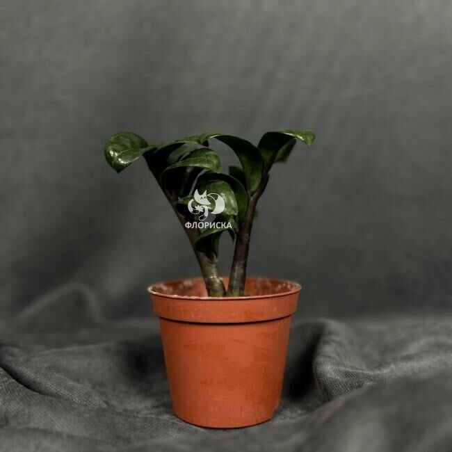 Комнатный цветок &laquo;Замиокулькас Зензи&raquo;