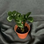 Комнатный цветок &laquo;Замиокулькас Зензи&raquo;