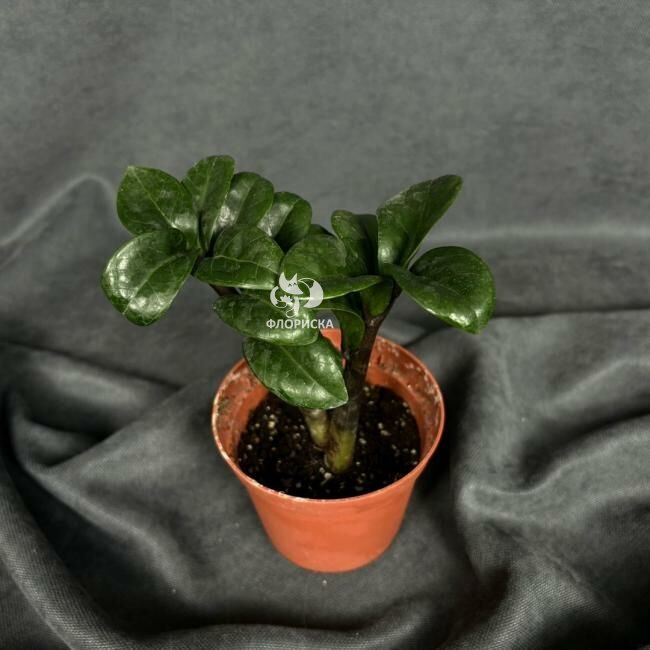 Комнатный цветок &laquo;Замиокулькас Зензи&raquo;