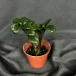 Комнатный цветок &laquo;Замиокулькас Зензи&raquo;