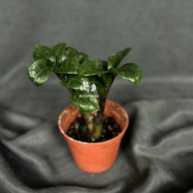 Комнатный цветок &laquo;Замиокулькас Зензи&raquo;