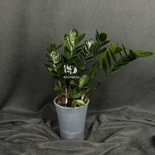 Комнатный цветок &laquo;Замиокулькас&raquo;