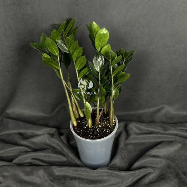 Комнатный цветок &laquo;Замиокулькас&raquo;