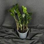 Комнатный цветок &laquo;Замиокулькас&raquo;
