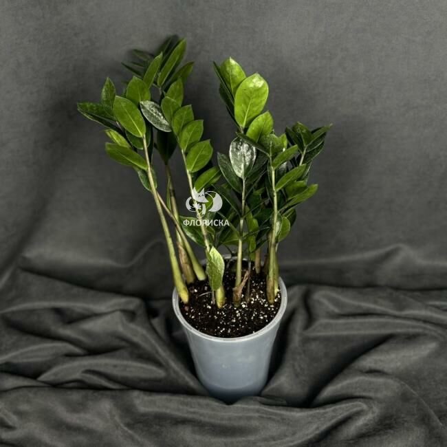 Комнатный цветок &laquo;Замиокулькас&raquo;