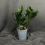 Комнатный цветок &laquo;Замиокулькас&raquo;