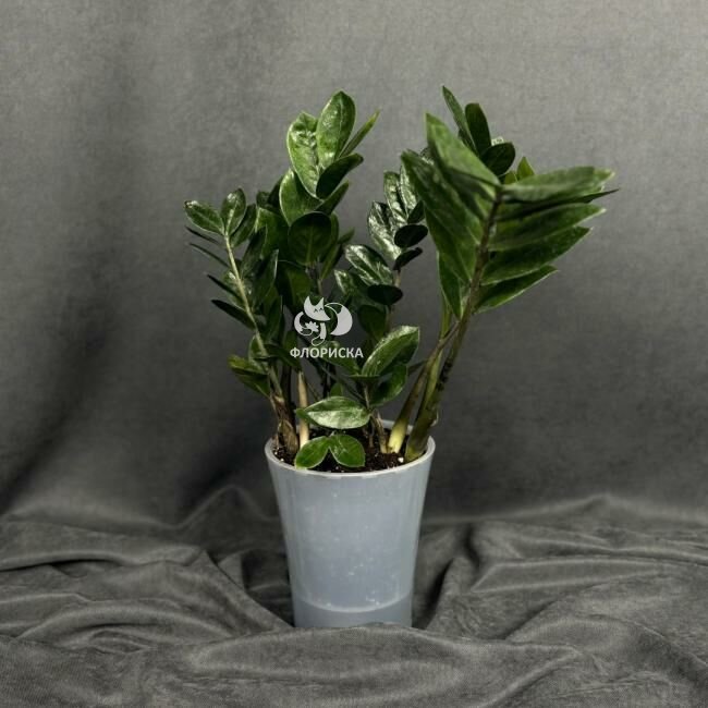 Комнатный цветок &laquo;Замиокулькас&raquo;