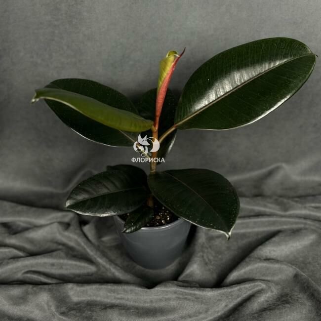 Комнатный цветок &laquo;Фикус Эластика Абиджан&raquo;