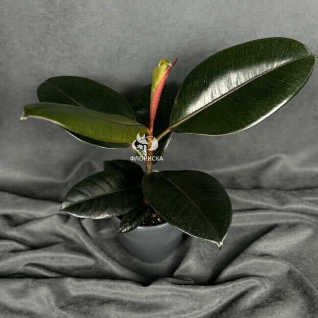 Комнатный цветок &laquo;Фикус Эластика Абиджан&raquo;