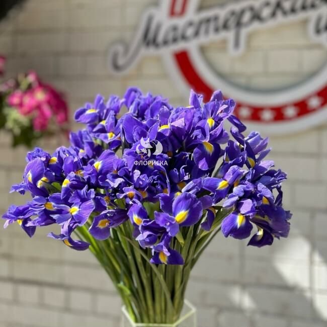 Ирис &laquo;Сиреневый&raquo;