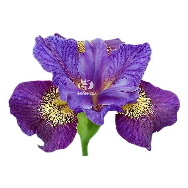 Ирис &laquo;Сиреневый&raquo;