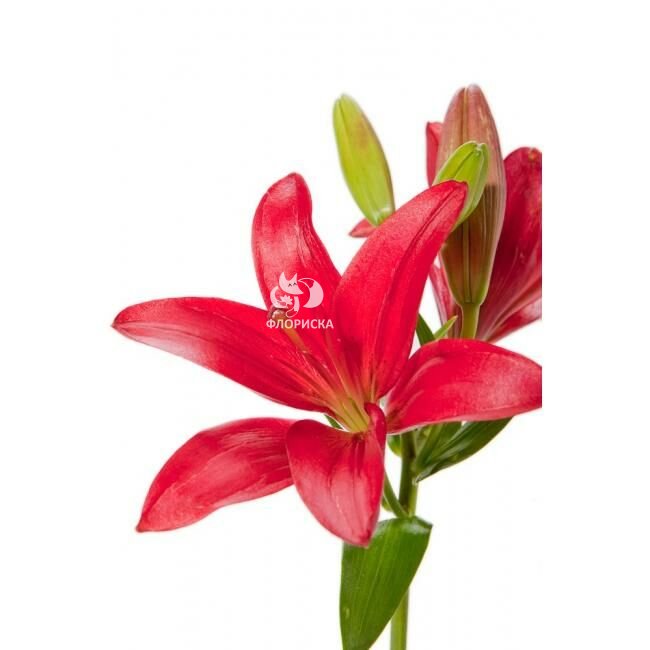 Лилия &laquo;Красная&raquo;&lrm;