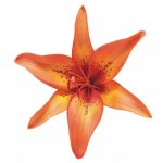 Лилия &laquo;Оранжевая&raquo;&lrm;