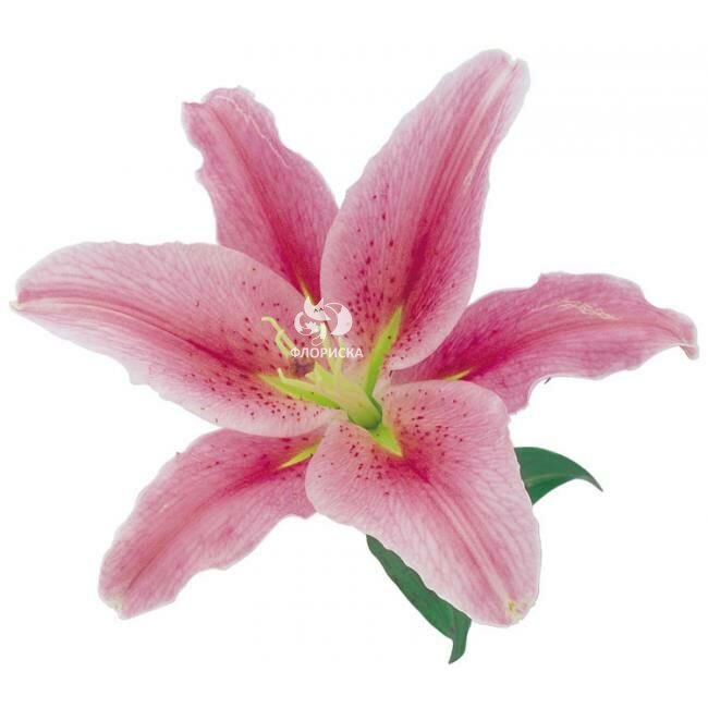 Лилия &laquo;Розовая&raquo;&lrm;