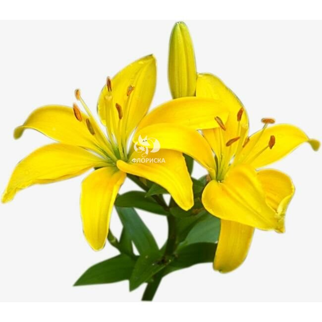 Лилия &laquo;Жёлтая&raquo;&lrm;