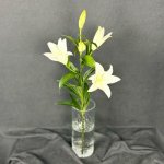 Лилия &laquo;Белая&raquo;&lrm;