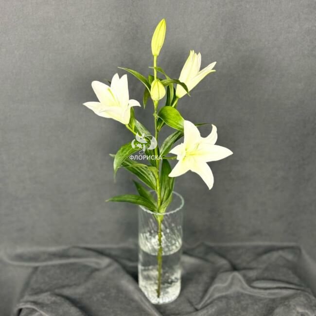 Лилия &laquo;Белая&raquo;&lrm;