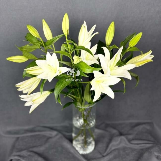 Лилия &laquo;Белая&raquo;&lrm;