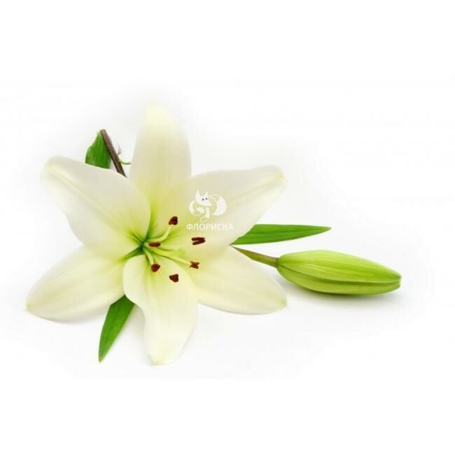 Лилия &laquo;Белая&raquo;&lrm;