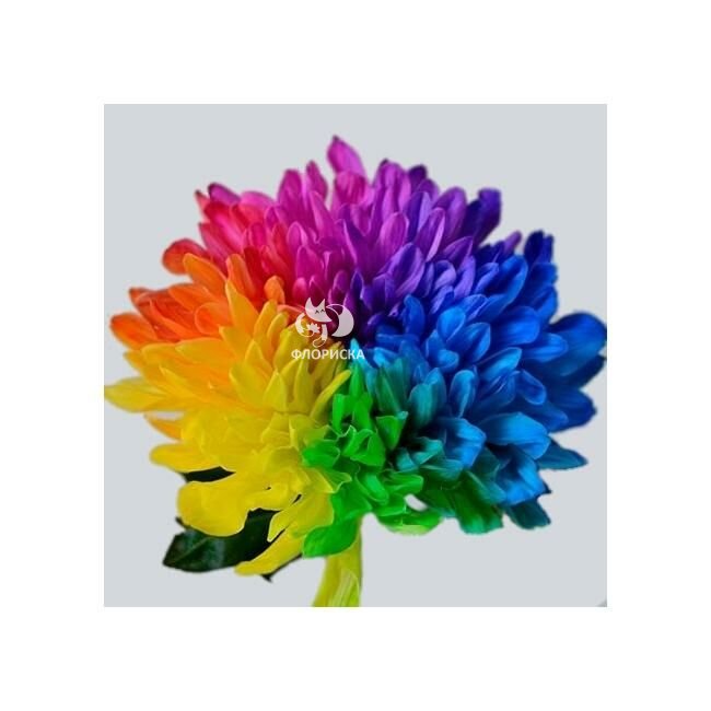 Хризантема одноголовая &laquo;Радужная&raquo;
