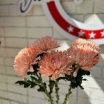 Хризантема кустовая &laquo;Оранжевая&raquo;