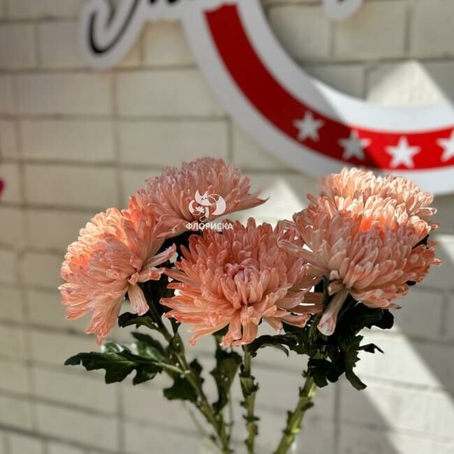 Хризантема кустовая &laquo;Оранжевая&raquo;