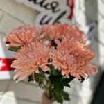 Хризантема кустовая &laquo;Оранжевая&raquo;