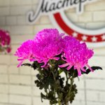 Хризантема кустовая &laquo;Розовая&raquo;