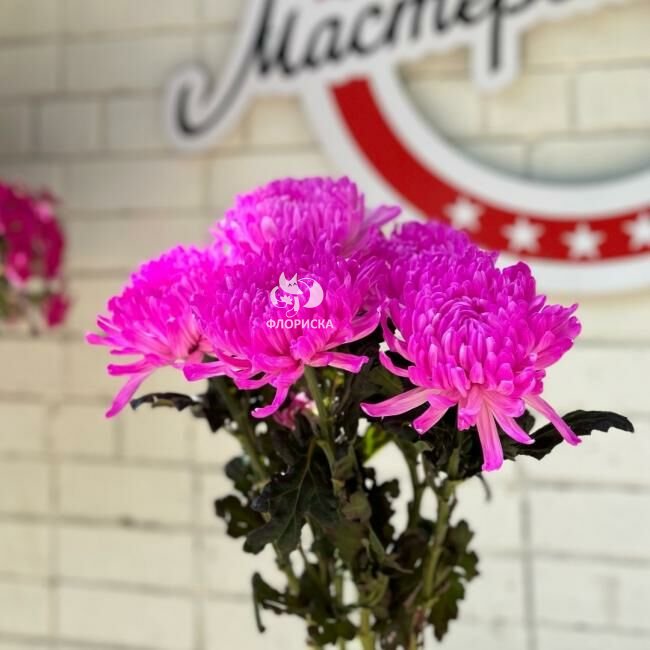 Хризантема кустовая &laquo;Розовая&raquo;