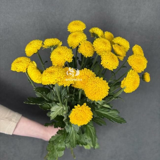 Хризантема кустовая &laquo;Лимончело&raquo;