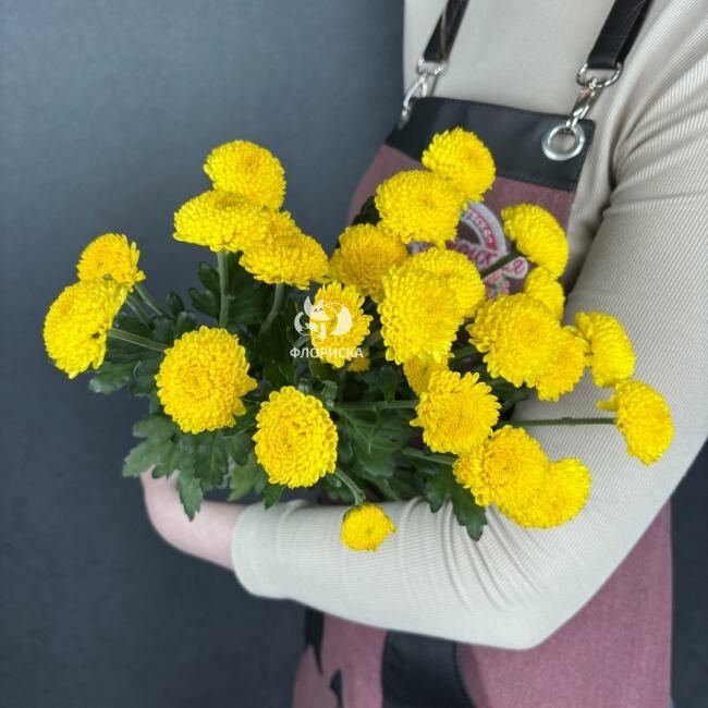 Хризантема кустовая &laquo;Лимончело&raquo;